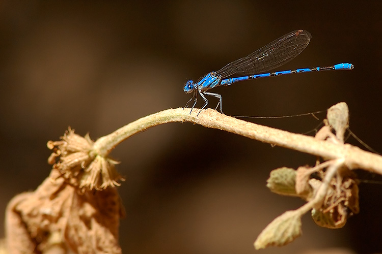 Damselfly_0841c