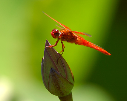 Dragonfly_onLotus_0299M