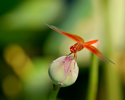 Dragonfly_onLotus_0753M