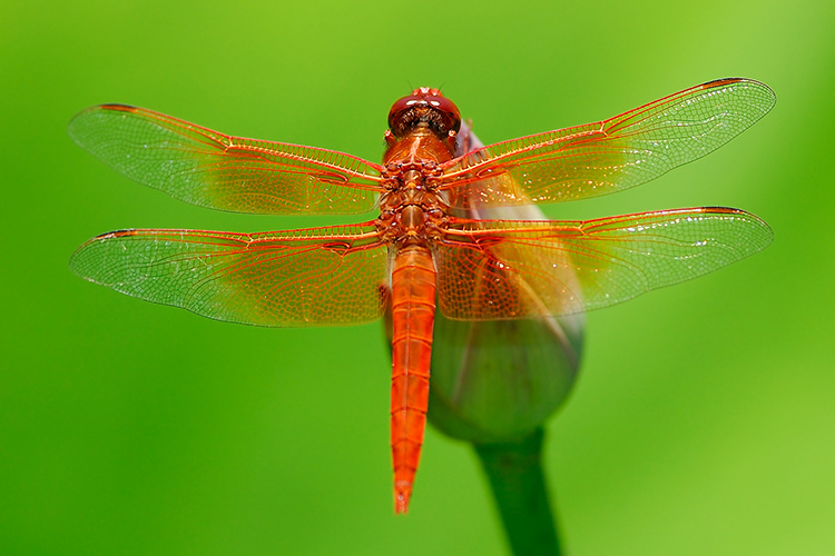 Dragonfly_onLotus_4235