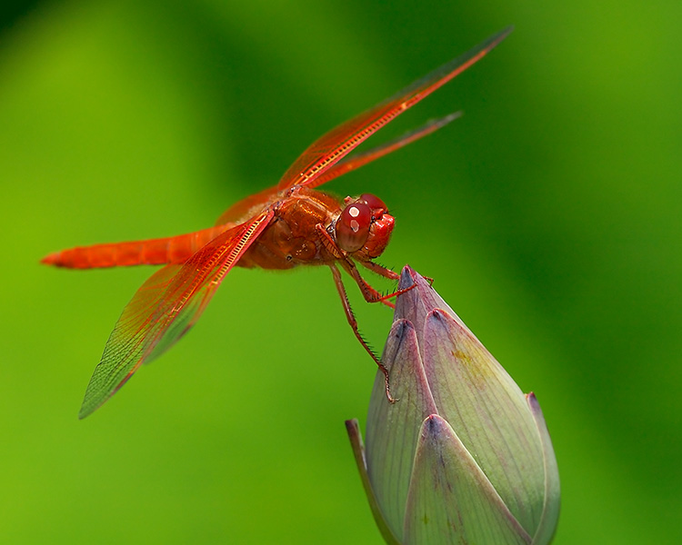 Dragonfly_onLotus_4243M