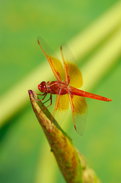 Dragonfly_onLotus_4305