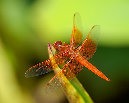 Dragonfly_onLotus_4308M
