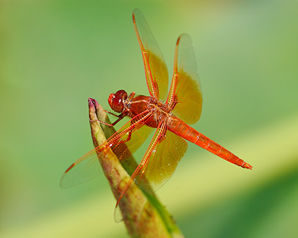 Dragonfly_onLotus_4311M