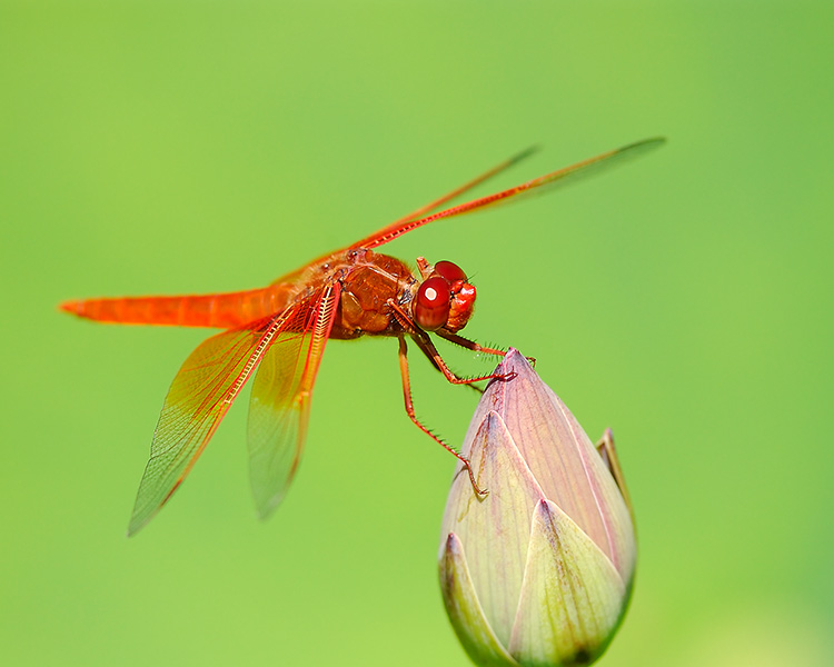 Dragonfly_onLotus_4480M