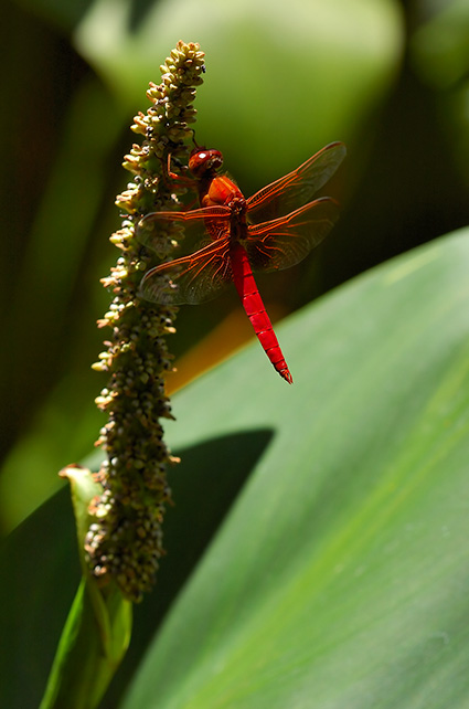 Dragonfly_onLotus_6980