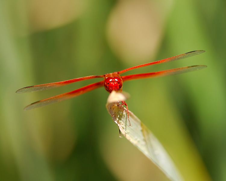 Dragonfly_onLotus_7799M
