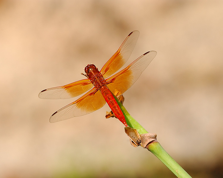 Dragonfly_onLotus_8296M