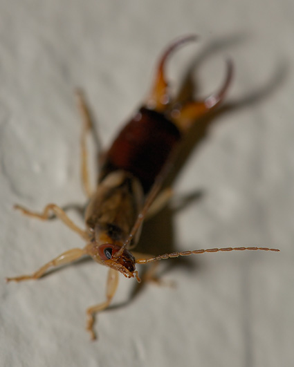 Earwig_X0182