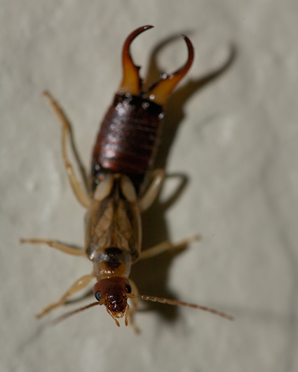 Earwig_X0192