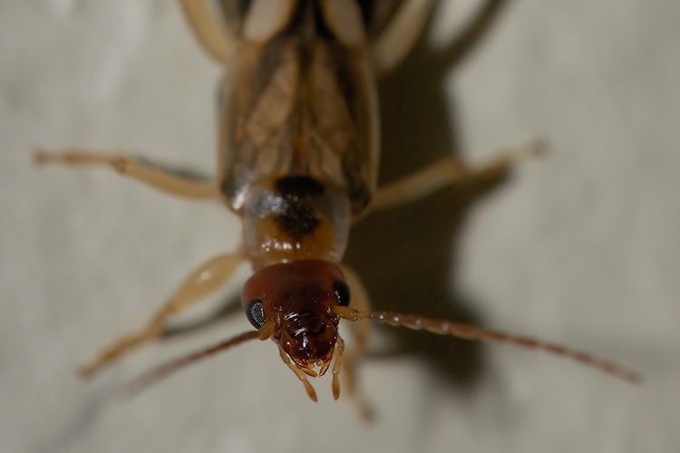 Earwig_X0192c