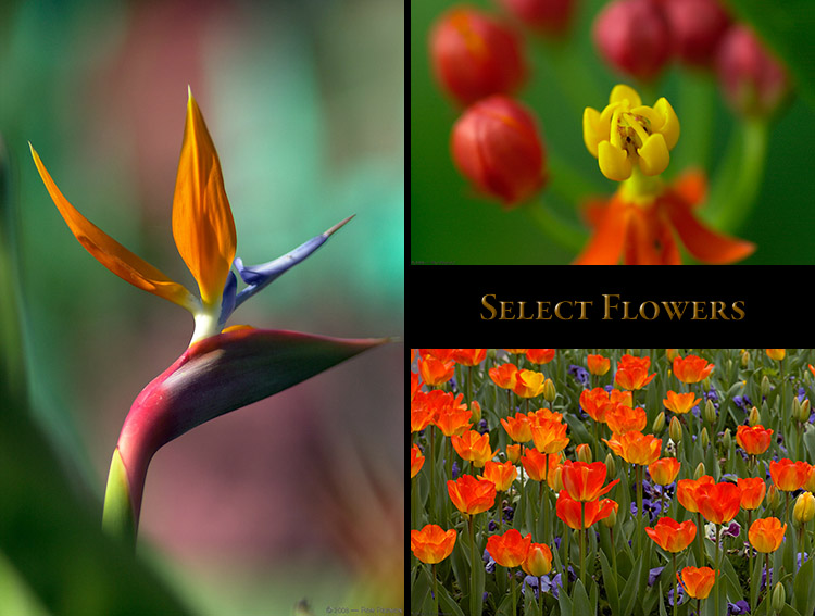 Flowers_Select