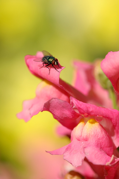 Fly_onSnapdragon_1086