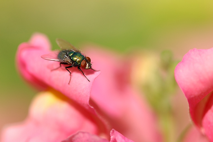 Fly_onSnapdragon_1090