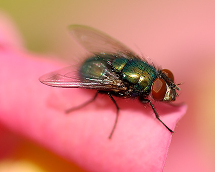 Fly_onSnapdragon_1111c_M