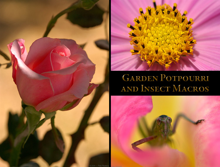 GardenPotpourri