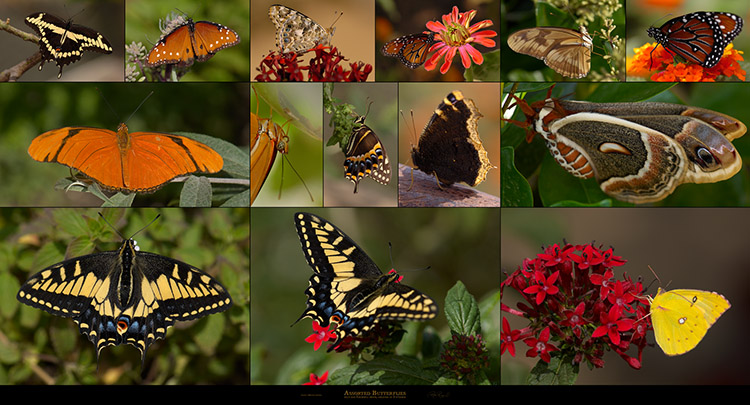 Assorted_Butterflies