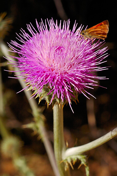 BullThistle_Skipper_MirrorLakeTrail_3968