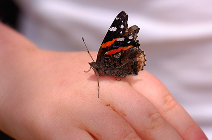 RedAdmiral_HS4309