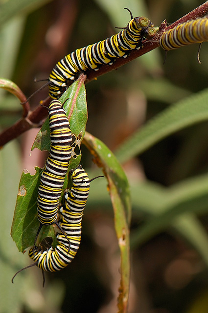 MonarchCaterpillars_HS4325c