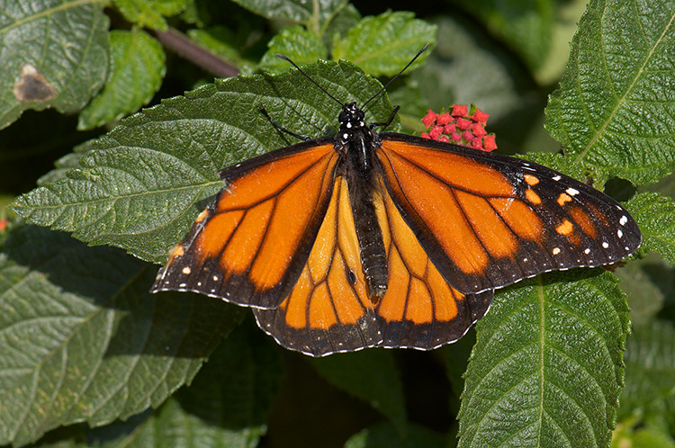 Monarch_X4263