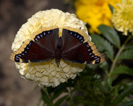 MourningCloak_X4279M