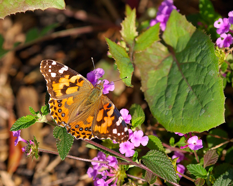 PaintedLady_4347M