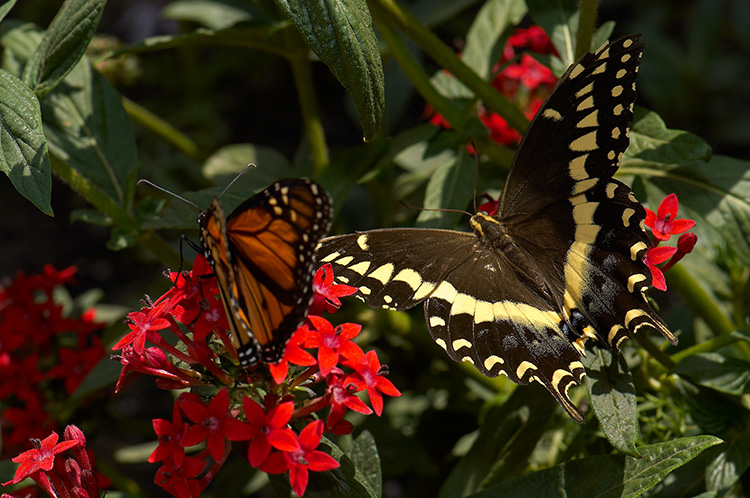 BlackSwallowtail_Monarch_X4311