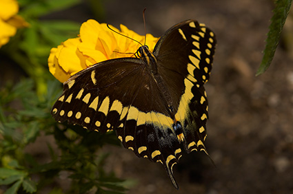 BlackSwallowtail_X4362