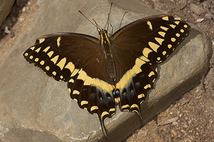BlackSwallowtail_X4371