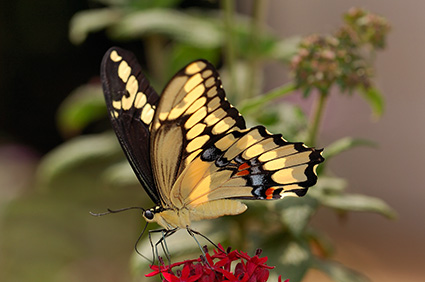 GiantSwallowtail_HS4205