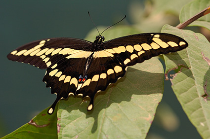 GiantSwallowtail_HS4209