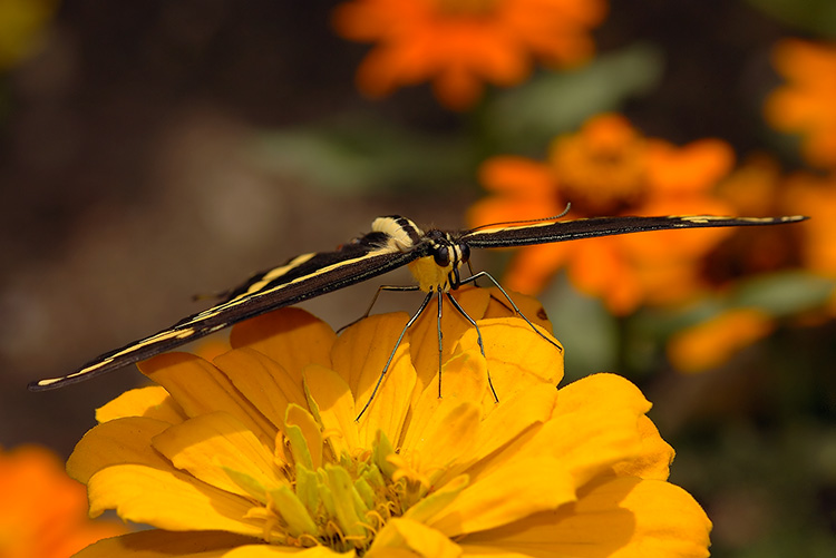 GiantSwallowtail_HS4216