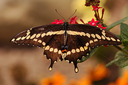 GiantSwallowtail_HS4224