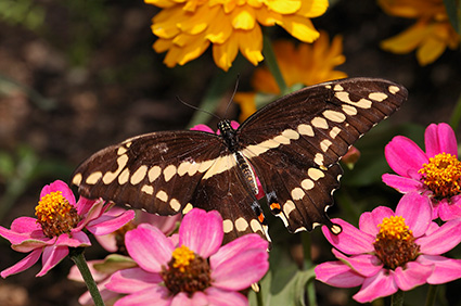 GiantSwallowtail_HS4233