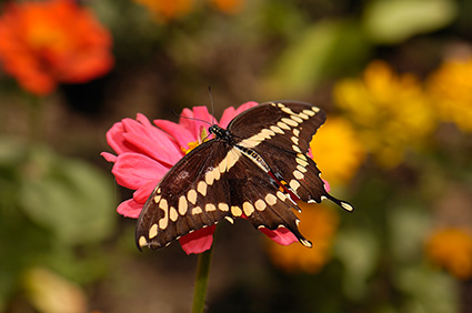 GiantSwallowtail_HS4336