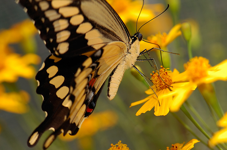 GiantSwallowtail_HS4346