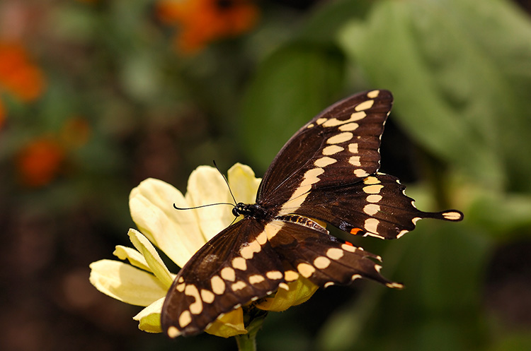 GiantSwallowtail_HS4350