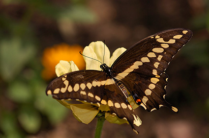 GiantSwallowtail_HS4356