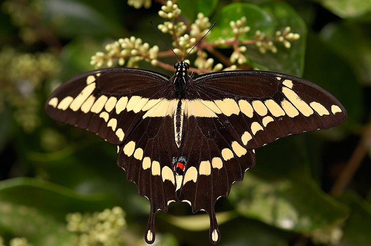 GiantSwallowtail_HS4386