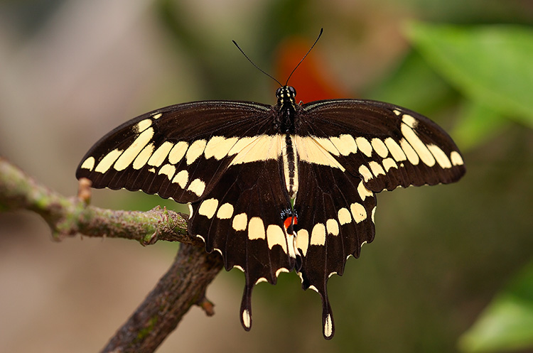 GiantSwallowtail_HS4400