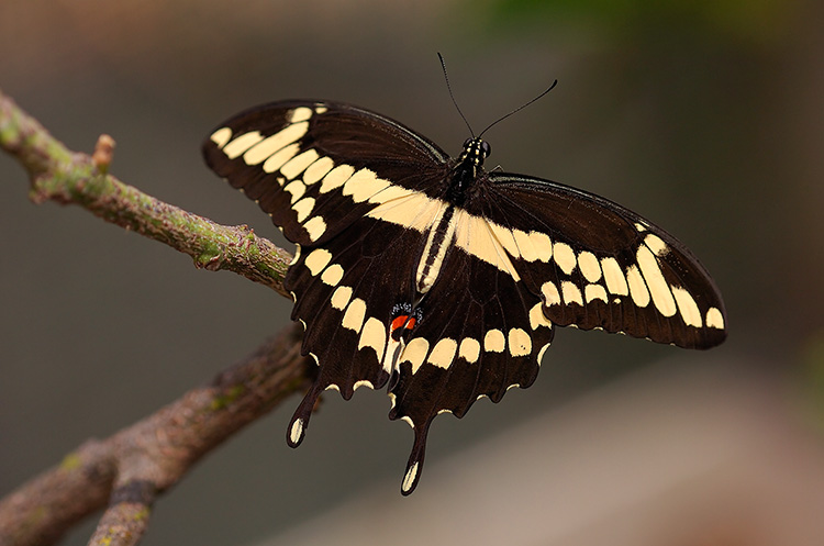 GiantSwallowtail_HS4405