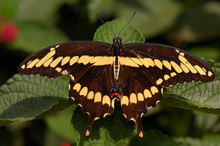 GiantSwallowtail_HS4426