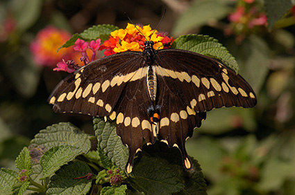 GiantSwallowtail_HS4433