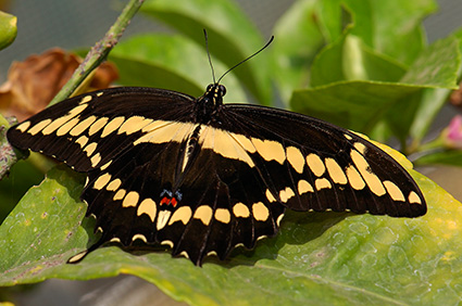 GiantSwallowtail_HS4482