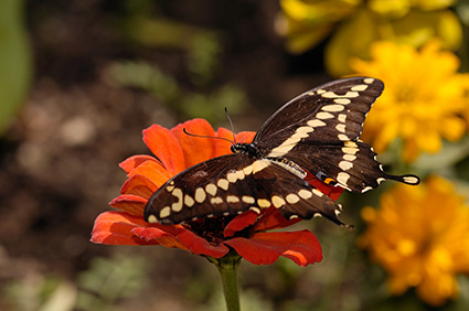 GiantSwallowtail_HS4514