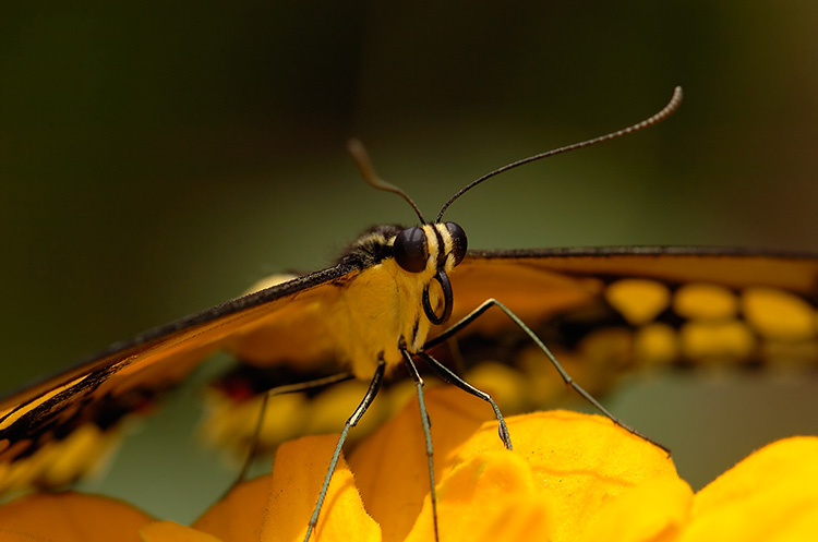 GiantSwallowtail_detail_HS4217