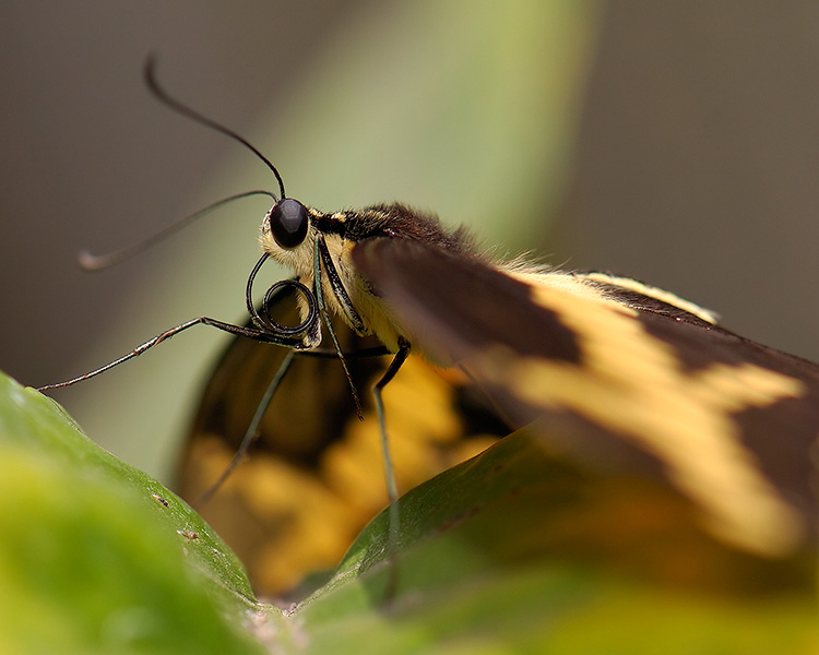 GiantSwallowtail_detail_HS4339M