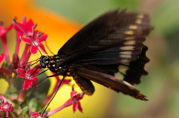 PolydamasSwallowtail_HS4303