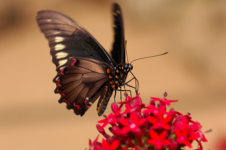 PolydamasSwallowtail_HS4347